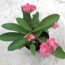 Euphorbia Milii 'Crown of Thorns' Pink, Comes in a 3.5" Pot - Fresh from garden
