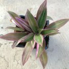 Rhoeo Spathacea Tricolor 'Moses In The Cradle', Comes in a 4" container - Fresh from garden