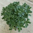 Aeonium 'Irish Bouquet', Comes in a 2.5" Pot - Fresh from garden