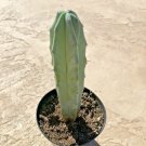 Myrtillocactus Geometrizans, Comes in a 3.5" pot - Fresh from garden