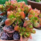 Crassula ovata – Jade Plant, This is for 2 Cuttings, 3 - 5" in length - Fresh from garden