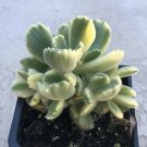 Cotyledon tomentosa ‘Variegata’ –  in a 4" container - Fresh from garden