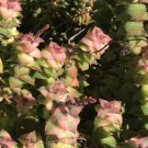Crassula Perforata Variegata, 2 cuttings 3 - 4" in length - Fresh from garden