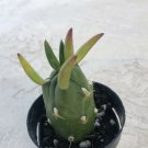Opuntia Subulata 'Eve's Needles Cactus', Comes in a 2.5" pot - Fresh from garden