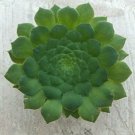 Aeonium 'Party Platter', Comes in a 3.5" Pot - Fresh from garden