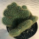 Bolivicereus Cactus Crested, Comes in a 3.5" Pot - Fresh from garden