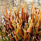 Euphorbia tirucalli ‘Rosea’ – Fire Sticks, Red Pencil Tree, 5 CUTTINGS