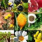 20 SEEDS 20 seeds MEDICINAL HERB PLANTS MIX, heirloom ORGANIC garden Non-GMO