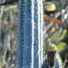20 SEEDS Pilosocereus royenii exotic blue color columnar rare cacti cactus seed