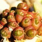 15 SEEDS Oophytum Nanum rare living stones mesembs rock succulent