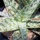 10 SEEDS ALOE cv WHITE STAG @@ hybrid exotic color succulent