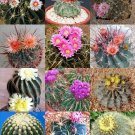 20 FEROCACTUS MIX rare flowering cactus exotic cacti desert succulent
