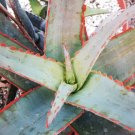 10 Rare CONOPHYTUM FICIFORME mesemb exotic succulent