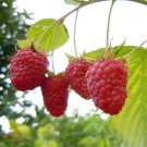 25 seeds RARE Raspberry FRUIT, exotic tree berries red rubus idaeus edible berry