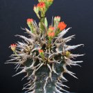 5 seeds RARE Euphorbia Viguieri v VIGUIERI exotic flowering madagascar