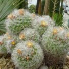 Rare cactus MAMMILLARIA BOCASANA cacti rare seed 20 SEEDS