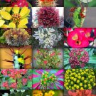 Rare FLOWERING EUPHORBIA VARIETY MIX exotic succulent 10 SEEDS
