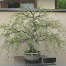 Awankstore Bonsai Dragon Willow Tree Thick Trunk Cutting Exotic Bonsai Material