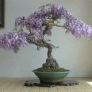 Awankstore 10 Chinese Wisteria Seeds Grow Wisteria for Bonsai