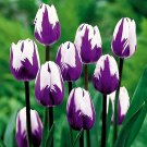 Awankstore 10 Purple and White Tulip Bulbs Stunning Multi Colored Tulips