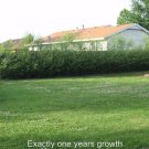 Awankstore 10 Hybrid Willow Tree Cuttings Grow 10 Fast Growing Trees