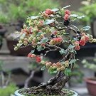 Awankstore Bonsai Mulberry Tree Seeds 25 Seeds Morus Nigra Grow Fruitbearing Bonsai