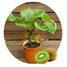 Awankstore Bonsai Kiwi Tree Seeds for Planting | 50 Seeds | Actinidia chinensis Seeds