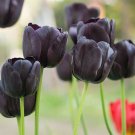 Awankstore 10 Black Tulip Bulbs for Planting Easy to Grow Queen of The Night Tulips