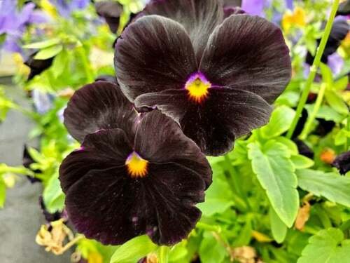 Awankstore Black Pansy Seeds 100+ Seeds Grow Stunning Black Pansies Made in USA Ships