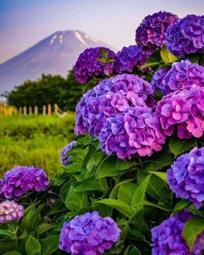 Awankstore 5 Dark Purple Hydrangea s Perennial Hardy Garden Shrub Bloom Flower Seeds
