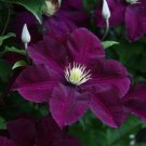 Awankstore 25 Dark Purple Clemati Flowers Bloom Climbing Perennial Flower Garden Seeds