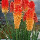 Awankstore 25 Orange Red Poker s Torch Lily Wild Flower Kniphofia Uvaria Perennial Seeds