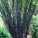 50 Tropical Black Bamboo Seeds Privacy Clumping Shade Screen