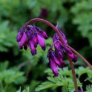 25 Dark Purple Bleeding Heart Seeds Dicentra Spectabilis Shade Flower Garden
