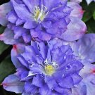 25 Double Purple Pink Clematis Seeds Bloom Flowers Perennial Seed Flower