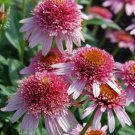 50 Butterfly Kisses Coneflower Seeds Echinacea Flower Perennial Flowers Seed