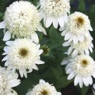 50 Milkshake Coneflower Seeds Echinacea Perennial Flowers Seed Flower