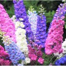 50 Rocket Mix Delphinium Seeds Perennial Garden Flower Seed Flowers