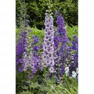 50 Purple Blue Delphinium Seeds Perennial Garden Flower Seed Flowers