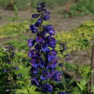 50 Giant Black Knight Delphinium Seeds Perennial Flower Seed Flowers