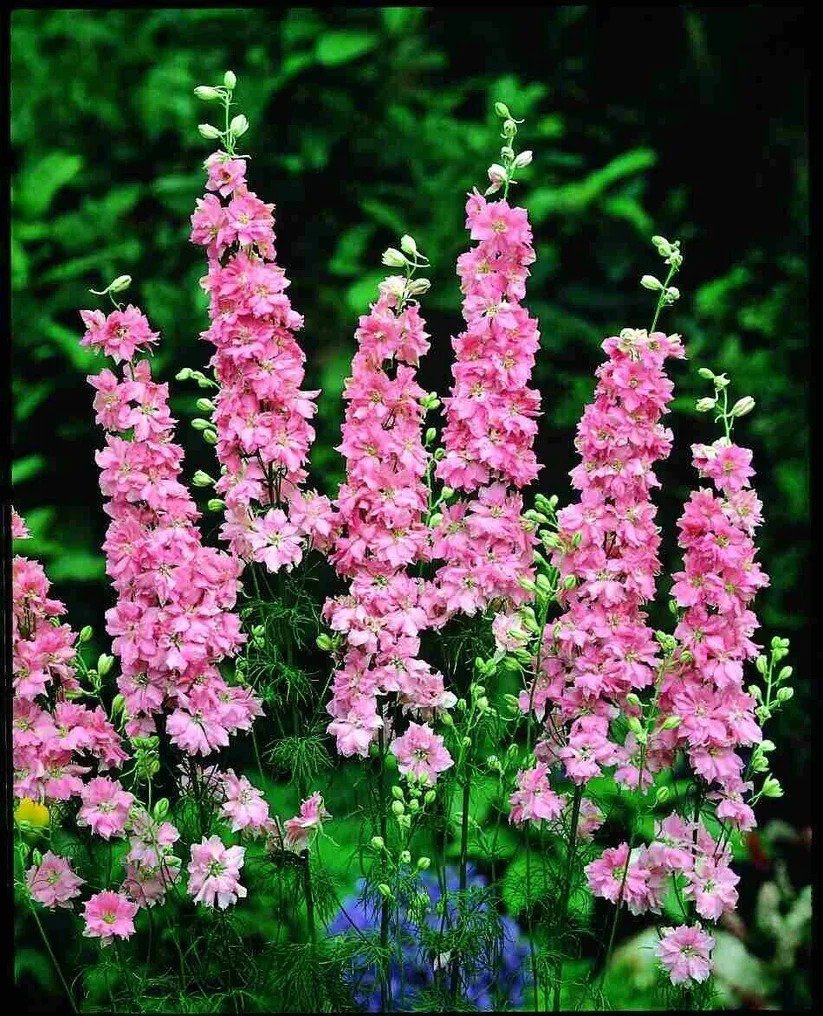 50 Salmon Delphinium Seeds Perennial Garden Flower Bloom Seed Flowers