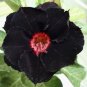 4 Black Red Desert Rose Seeds Adenium Obesum Flower Perennial Flowers Exotic