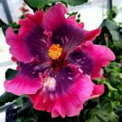 20 Double Bright Pink Purple Hibiscus Seeds Flower Seed Perennial Bloom