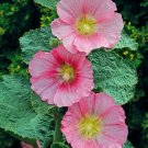 25 Radiant Rose Hollyhock Seeds Perennial Flower Seed Flowers