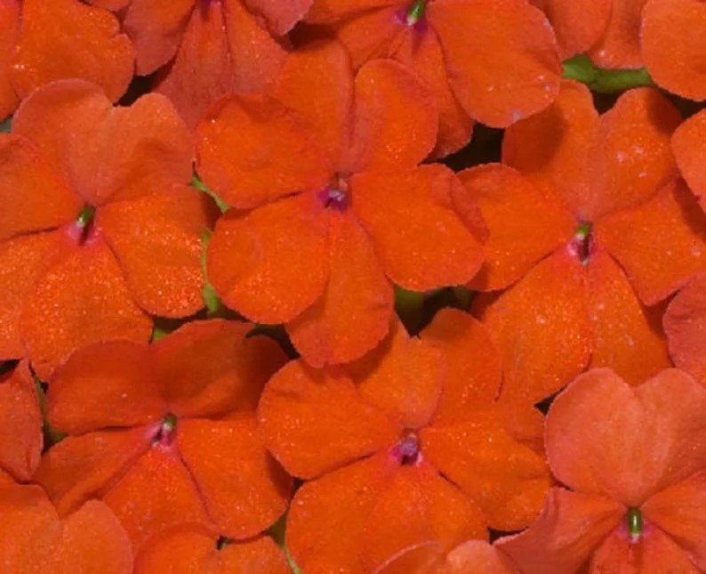 50 Bright Orange Impatients Seeds Flower Seed Flowers Annual Bloom