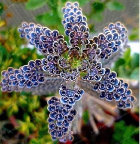 25 Rare Dark Blue Kalanchoe Seeds Succulent Flower Seed Flowers