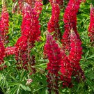 25 Scarlet Lupine Seeds Flower Perennial Flowers Hardy Seed