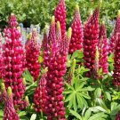 25 My Castle Lupine Seeds Flower Perennial Flowers Hardy Seed