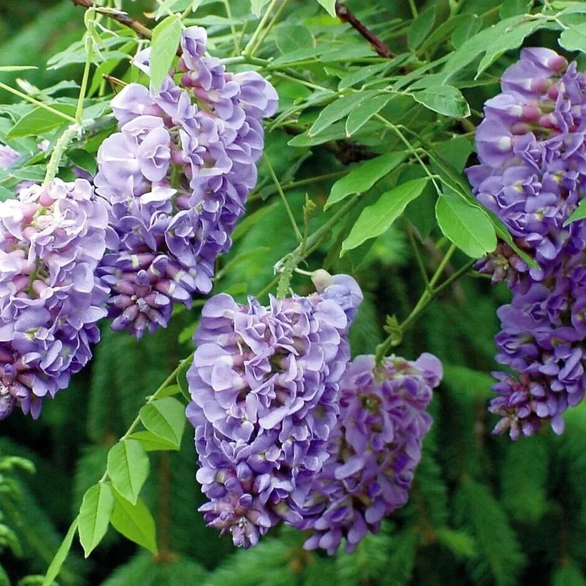 25 Amethyst Falls Lilac Seeds Tree Fragrant Flowers Perennial Seed Flower