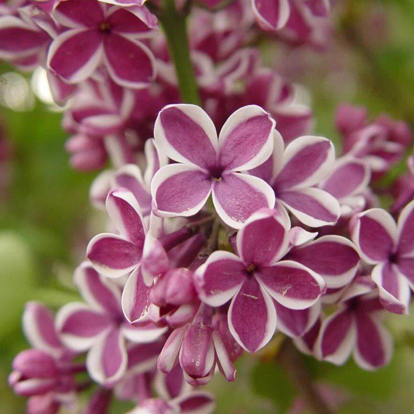 25 Sensation Lilac Seeds Tree Fragrant Flowers Perennial Seed Flower